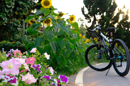 pink flower & bicycle parking beside rural road with morning sunlightの写真素材