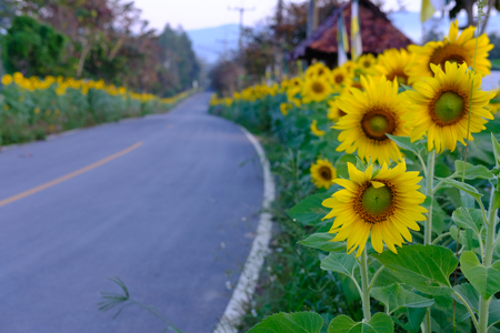 blooming sunflower growing beside country road in the morningの写真素材