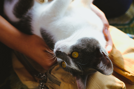 white gray domestic cat lying on owner's kneesの写真素材