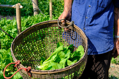 farmer holding basket with fresh organic vegetable produce from garden farmの写真素材
