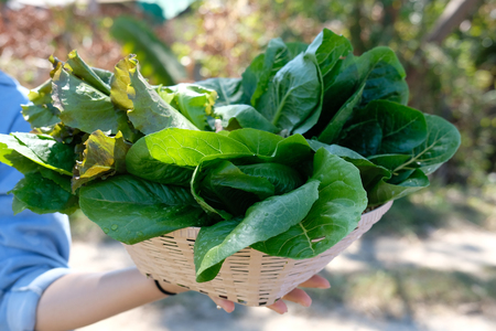 farmer hand holding basket with fresh vegetable from farmの写真素材