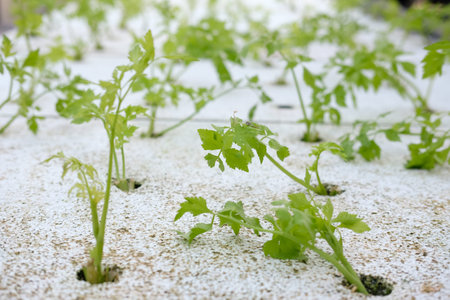 celery salad vegetable growing in hydroponic farm