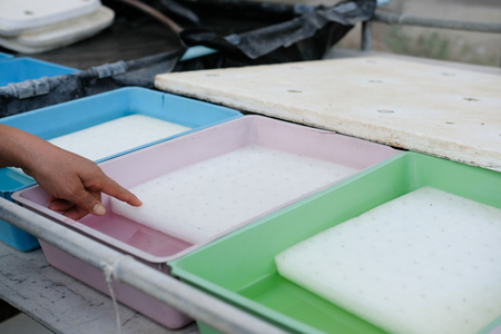 seed on wet sponge. hydroponic vegetable seedlingの写真素材