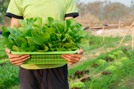 farmer hand holding basket with fresh cos lettuce vegetable from farmの写真素材