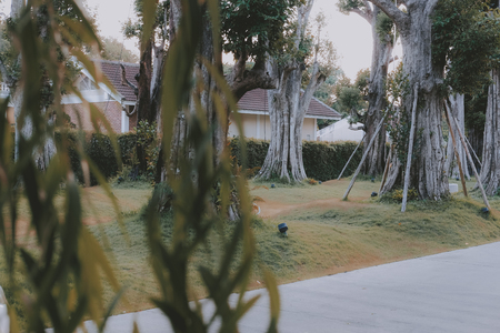 big tree on green grass in park gardenの写真素材