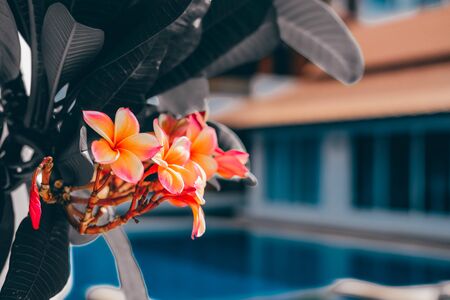 orange pink plumeria frangipani flower. blooming floraの写真素材
