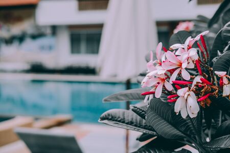 pink plumeria frangipani flower. blooming floraの写真素材