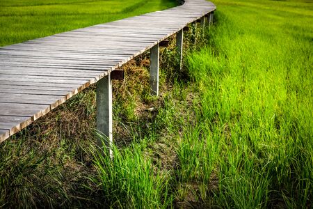 wooden bridge footbridge walkway pathway along rice paddy field in Thailandの写真素材