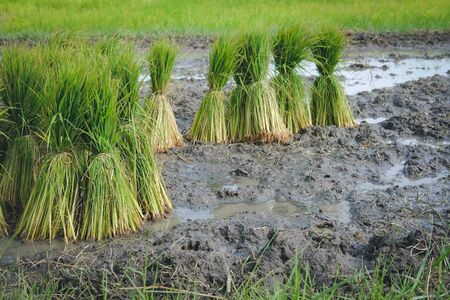 rice plant seedlings for growing in paddy field in rural Thailandの写真素材