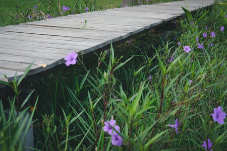 wooden bridge footbridge walkway pathway along flower field in Thailand