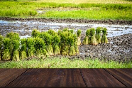 rice plant seedlings for growing in paddy field in rural Thailandの写真素材