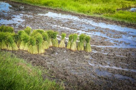 rice plant seedlings for growing in paddy field in rural Thailandの写真素材