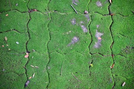 green moss growing on footpath sidewalk pavement. background textureの写真素材