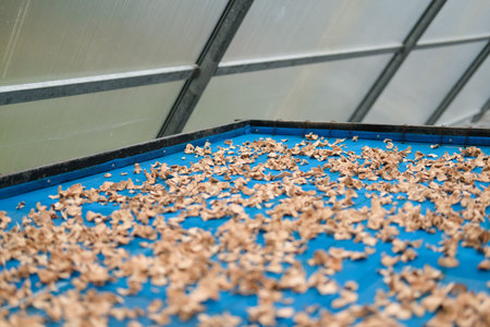 herb spice drying in sun solar dryer green house by sunlight.