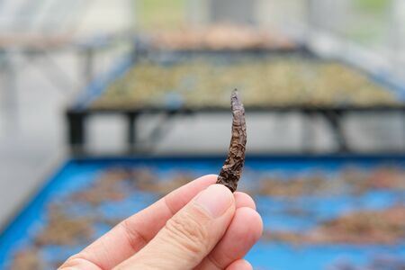 herb spice drying in sun solar dryer green house by sunlight.の写真素材