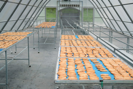 banana drying in sun solar dryer green house by sunlight.