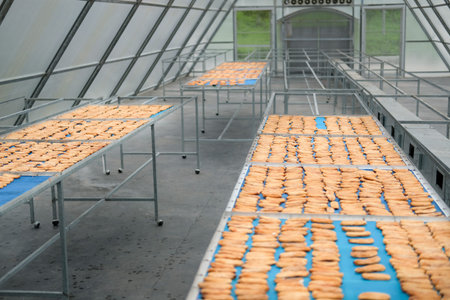 banana drying in sun solar dryer green house by sunlight.
