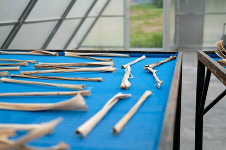 herb spice drying in sun solar dryer green house by sunlight.の写真素材