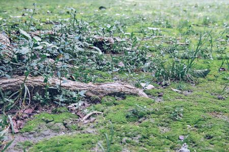 root base of big tree on green moss in parkの写真素材