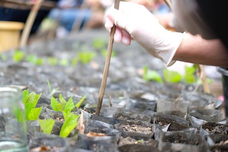 farmer hand growing teak plant tree in bag planting seedling.の写真素材