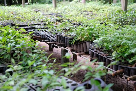 seedling plant growing in nursery greenhouse in farmの写真素材