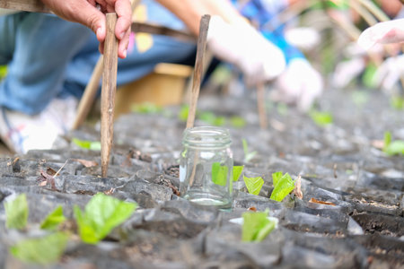 farmer hand growing teak plant tree in bag planting seedling.