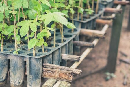 seedling plant growing in nursery greenhouse in farmの写真素材