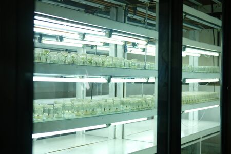 tissue culture technique for growing plant in glass bottle in temperature control system with artificial lightの写真素材