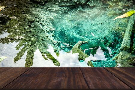 plant tree leaves reflection on green pond lakeの写真素材