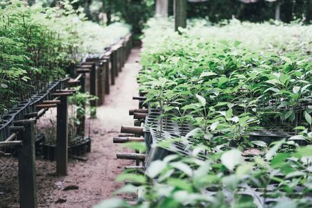 seedling plant growing in nursery greenhouse in farmの写真素材