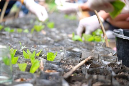 farmer hand growing teak plant tree in bag planting seedling.の写真素材