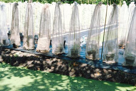 melon plant covering with net growing in green house in organic farmの写真素材