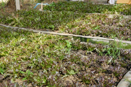 plant growing in farm. vegatable plantation  in garden farmland