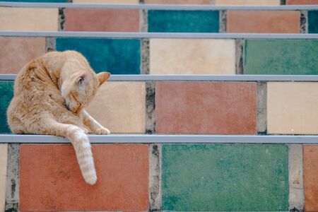 orange cat tabby feline licking grooming on stairs stairstepの写真素材