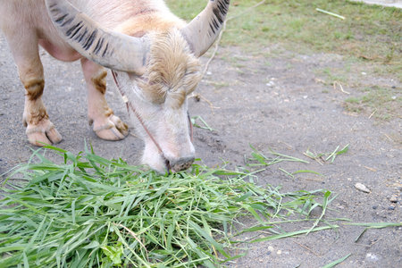 water buffalo eating grass in farm in Thailandの写真素材