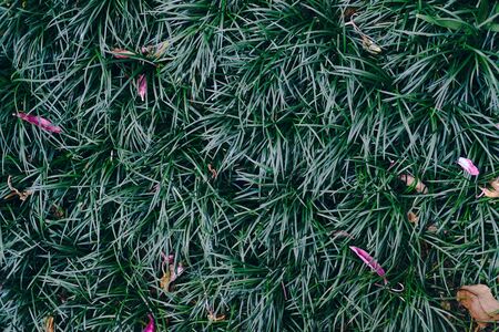 green grass & pink flower petal background texture abstractの写真素材