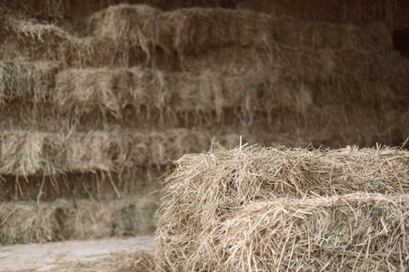 pile heap of rice straw hay in farm