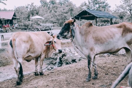 water buffalo standing in farm in Thailandの写真素材