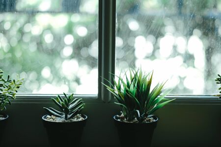 artificial plant tree in pot near window. potted plants indoor decorationの写真素材