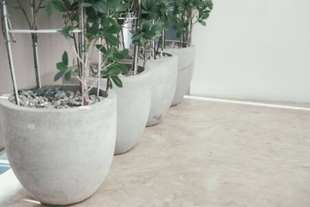plant tree in pot. potted plants indoor decorationの写真素材