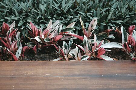 red green plant leaves decoraing near wooden floorの写真素材