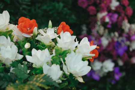white siam tulip flower arrangement in flowerpotの写真素材