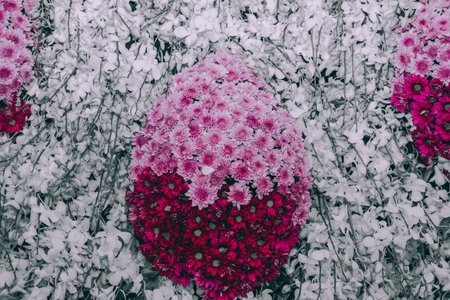 purple chrysanthemum flower & white orchid decoration. natural background