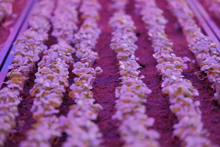 plant growing in smart indoor farm with artificial led light. spectrum phyto lamp for seedling & cultivationの写真素材