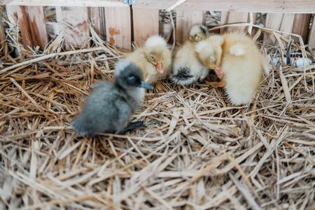 little yellow & gray duckling on hay in farmの写真素材