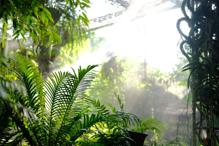 morning sunlight mist fog in park. foggy misty garden. water spraying from sprinkler for watering...
