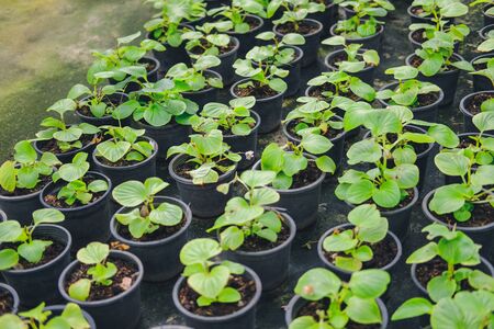 begonia flower plant growing in greenhouse in farmの写真素材
