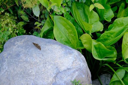 butterfly on stone in garden. tranquil nature sceneの写真素材