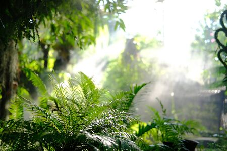 morning sunlight mist fog in park. foggy misty garden. water spraying from sprinkler for watering plantの写真素材