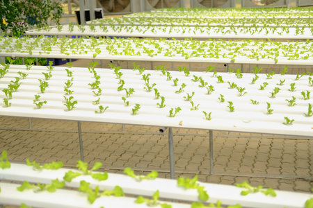 lettuce salad vegetable growing in hydroponic farm